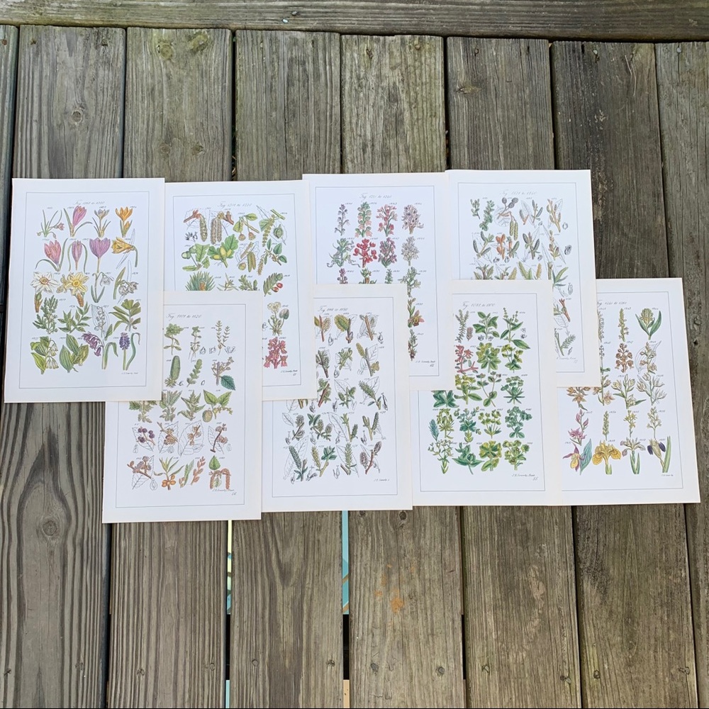 Vintage floral prints set of 8 - Picture 2 of 7